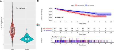 Caspase 4 Overexpression as a Prognostic Marker in Clear Cell Renal Cell Carcinoma: A Study Based on the Cancer Genome Atlas Data Mining